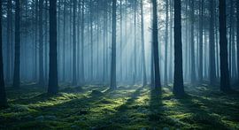 Geheimnisvoller Nebelwald mit Sonnenstrahlen