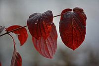 herfstkleuren