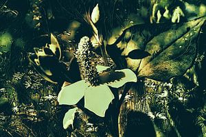 Buntblatt im Mondlicht