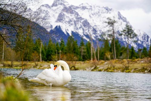 Een zwaan langs de rivier de Isar met de Alpen op de achtergrond.