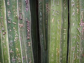 Green cactus Jardin Majorelle Marrakech by Teun Janssen