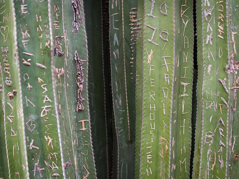 Cactus vert Jardin Majorelle Marrakech par Teun Janssen