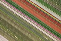 Kleurrijke diagonale lijnen van bloembollenvelden