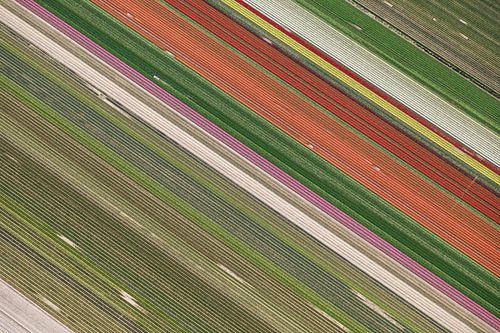 Colourful diagonal lines of flower bulb fields by Robert Riewald