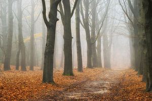 Hoog Buurlose bos sur Frederik van der Veer