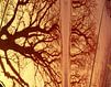 Tree Magic 95 van MoArt (Maurice Heuts) thumbnail