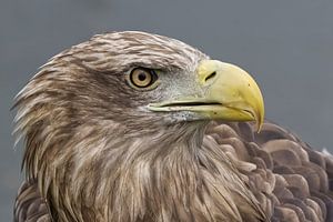 Close Up van de Europese Zeearend