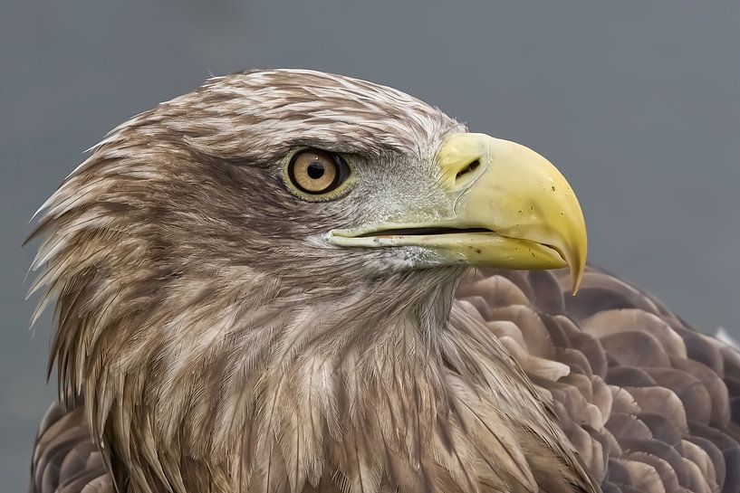 Close Up van de Europese Zeearend van Robert Jan Smit