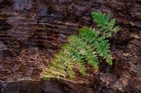 Nature-Art 006