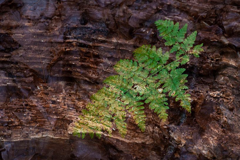 Nature-Art 006 par Henk Elshout