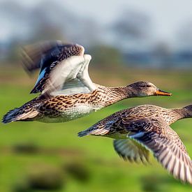 Ducks in flight by Henny Reumerman