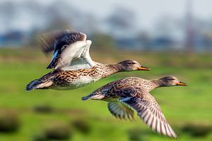 Canards en vol