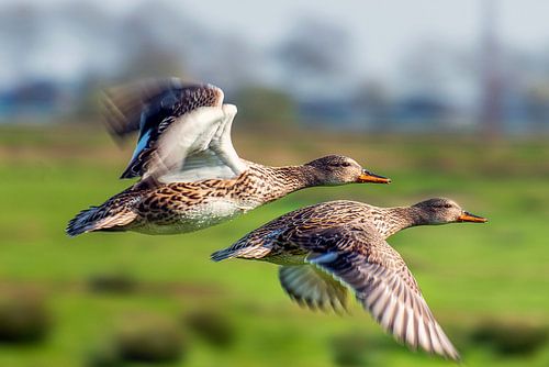 Ducks in flight by Henny Reumerman