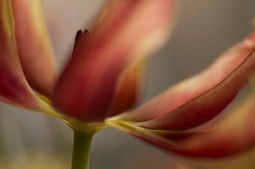 Red and yellow tulip. mooie close-up van een zwierige tulp in warme kleuren.