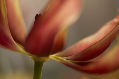 Red and yellow tulip. mooie close-up van een zwierige tulp in warme kleuren.