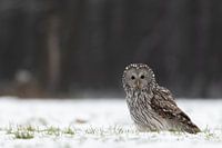 Porträt eines Habichtskauzes