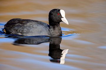 Meerkoet (Fulica atra) van Dirk Rüter