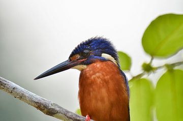 Kingfisher by Martin Jansen