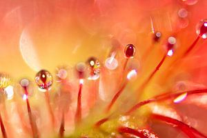 Sundew 4