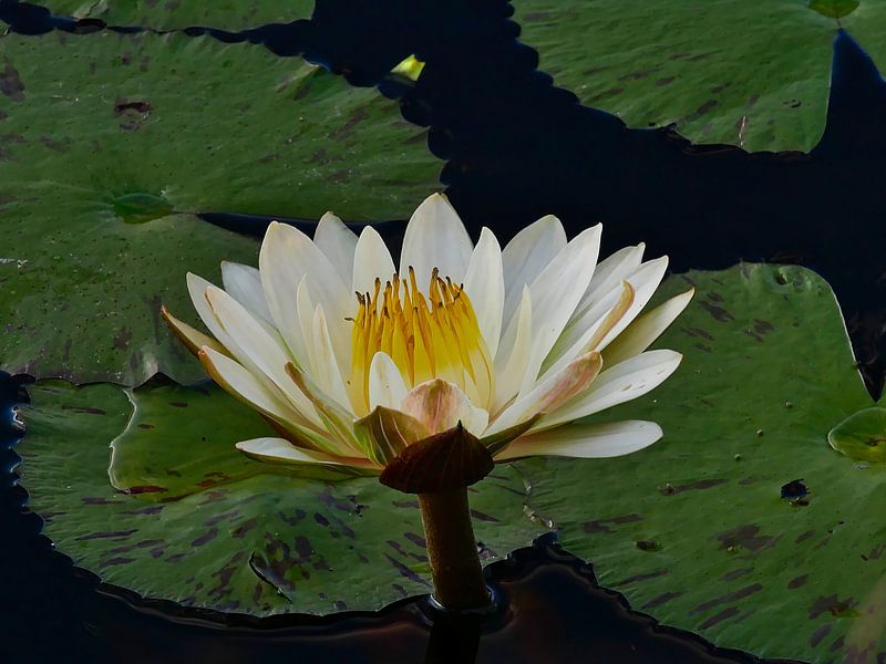Water lily in bloom on the Thamakalane River by Timon Schneider