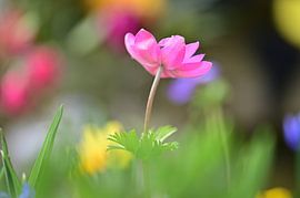 Fierté de la floraison