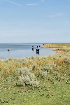 Kühe schwimmen in der Ostsee von Laura Bosch