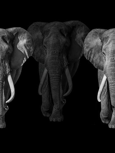Olifant, Loxodonta.  Afrika