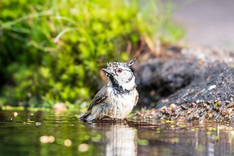 The crested tit by Merijn Loch