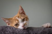 Kitten starend in de camera