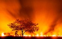 Grassland on fire in the Pantanal, Brazil by AGAMI Photo Agency thumbnail