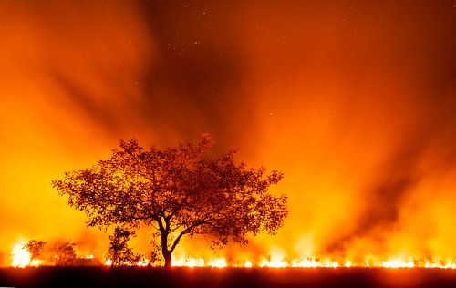 Grassland on fire in the Pantanal, Brazil