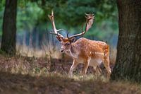 Fearless deer