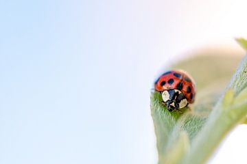 Coccinelle sur une feuille sur MdeJong Fotografie