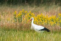 Ooievaar, rode snavel tussen het geel (Ciconia ciconia).