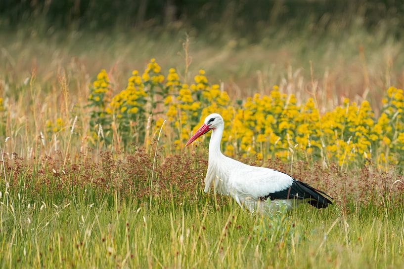 This white stork (Ciconia ciconia) is looking for food. by Fred van Schaagen