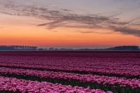 Champs de tulipes sur Goeree-Overflakkee