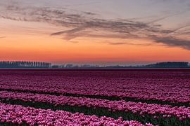 Tulip fields on Goeree-Overflakkee by Wessel Dekker