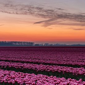 Champs de tulipes sur Goeree-Overflakkee sur Wessel Dekker