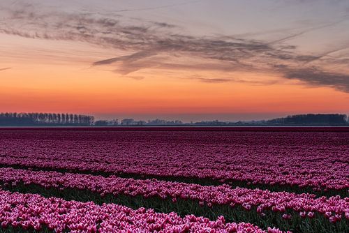 Tulpenfelder auf Goeree-Overflakkee von Wessel Dekker