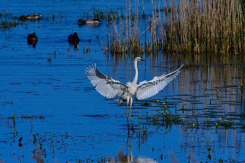 Grande aigrette blanche