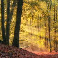 Speulder- en Sprielderbos