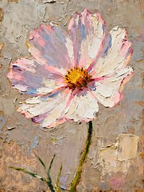 Cosmea in Rosa und Weiß