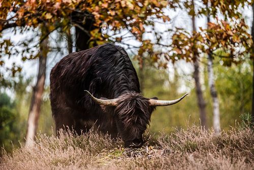 Black Scottish Highlander