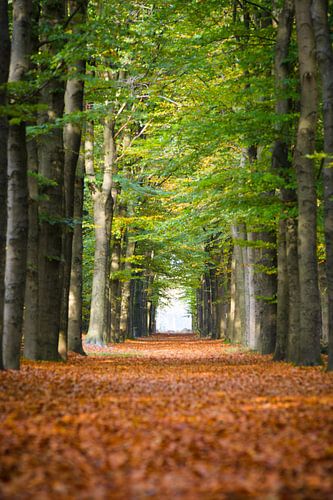 La forêt néerlandaise en automne