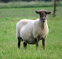 Schaap steekt tong uit 