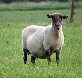 Schaap steekt tong uit  by richard de bruyn