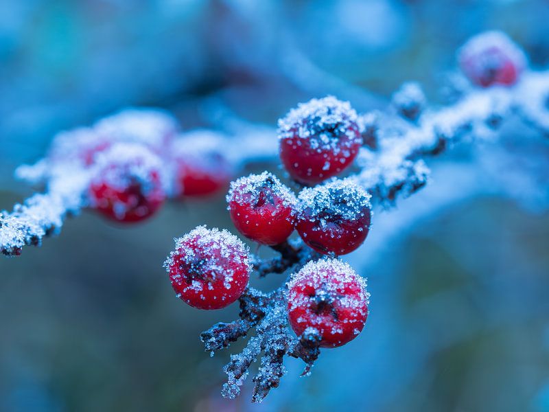 nature is ripe by MvdP fotografie