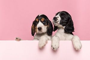 Cocker spaniel puppy's van Elles Rijsdijk