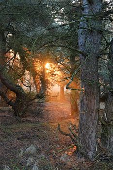Zonnestralen in het bos