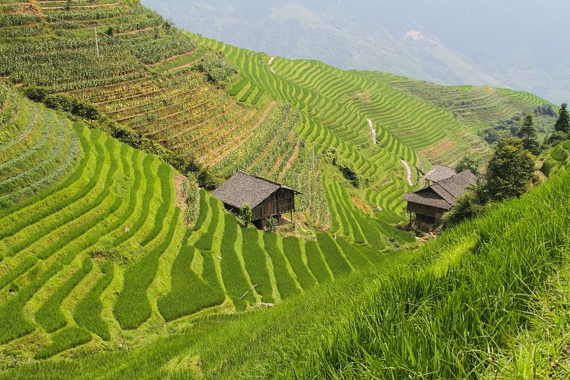 The rice painting by Chris Moll